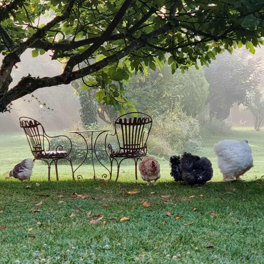 Les Granges Hautes - Les poules de la maison maison-d-hotes-piscine-saint-crepin-et-carlucet-dordogne-sarlat